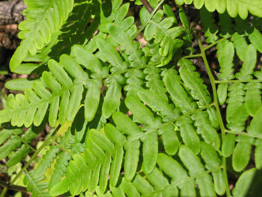 image of Pteridium latiusculum, Eastern Bracken, Brake