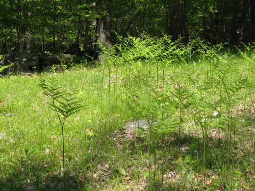 image of Pteridium latiusculum, Eastern Bracken, Brake