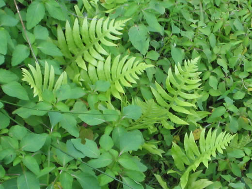 image of Lorinseria areolata, Netted Chain-fern, Net-veined Chainfern