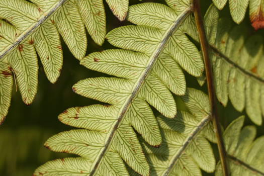 image of Anchistea virginica, Virginia Chain-fern