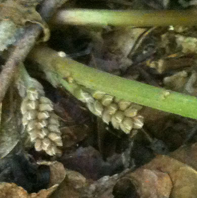 image of Pachysandra procumbens, Allegheny-spurge, Mountain Pachysandra