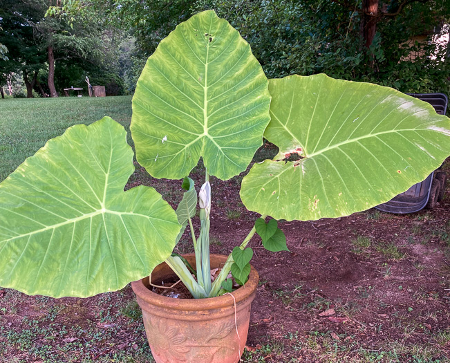 Colocasia gigantea, Giant Elephant's-ear, Indian Taro