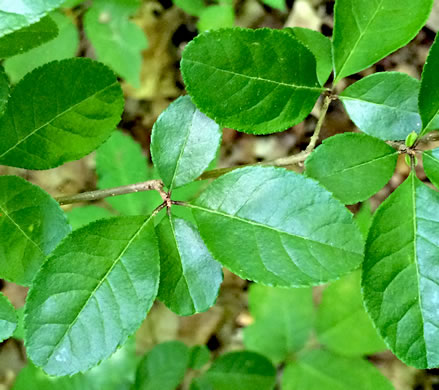 image of Forestiera ligustrina, Glade Forestiera, Southern-privet