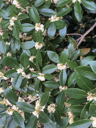 image of Osmanthus fragrans, Fragrant Tea Olive