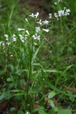 image of Cardamine bulbosa, Bulbous Bittercress, Spring Cress