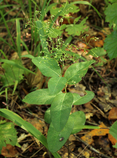 image of Euphorbia apocynifolia, Limestone Flowering Spurge?