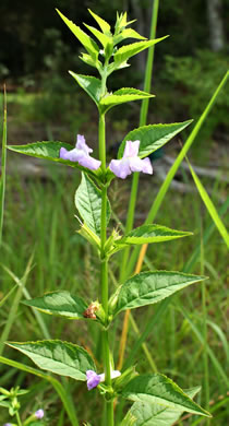 image of Mimulus alatus, Winged Monkeyflower, Sharpwing Monkeyflower