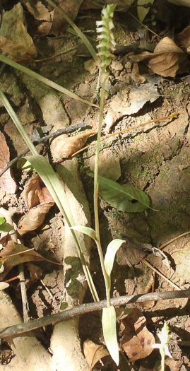 image of Spiranthes ovalis var. erostellata, Lesser Ladies'-tresses, Oval Ladies'-tresses, October Ladies'-tresses