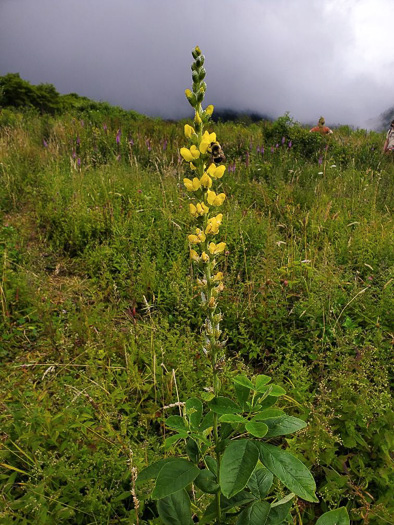 image of Thermopsis villosa, Aaron's Rod, Blue Ridge Golden-banner, Hairy Bush Pea