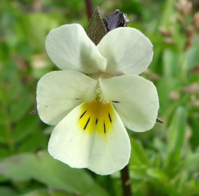 image of Viola arvensis, European Field Pansy