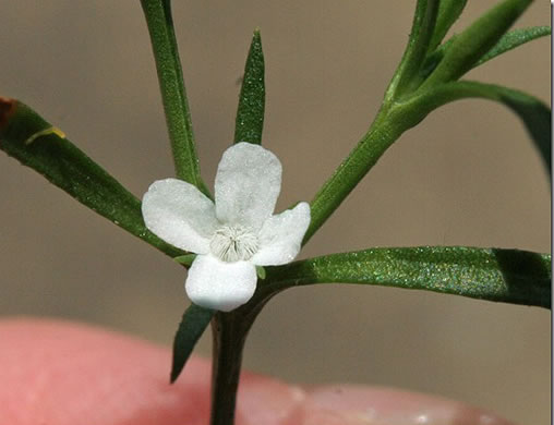 image of Polypremum procumbens, Juniperleaf, Polypremum, Rustweed