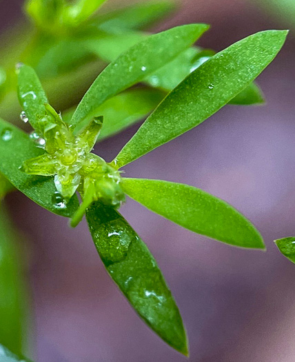 image of Paronychia montana, Mountain Nailwort, Shale-barren Whitlow-wort