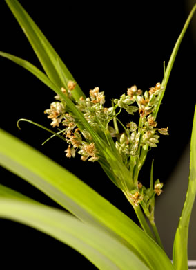 image of Scirpus polyphyllus, Leafy Bulrush