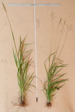 image of Paspalum urvillei, Vasey Grass