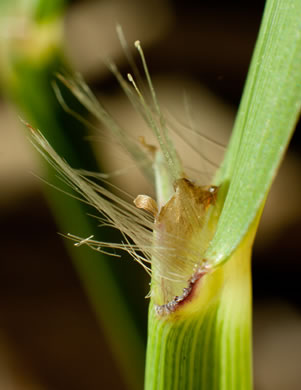 image of Paspalum urvillei, Vasey Grass