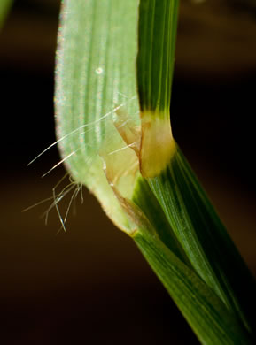 image of Paspalum dilatatum ssp. dilatatum, Dallis-grass