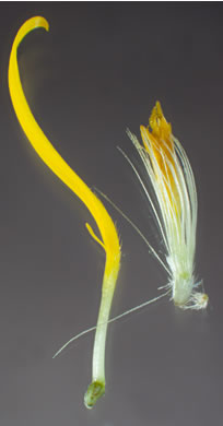 pappus