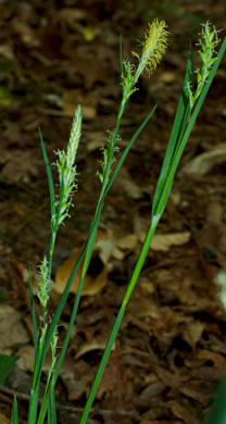 image of Carex striatula, Lined Sedge