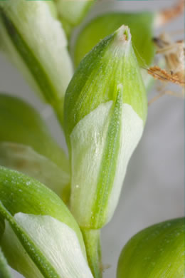 image of Carex striatula, Lined Sedge