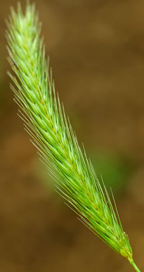 spikelet