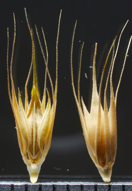 Hordeum pusillum, Little Barley