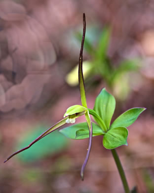 image of Isotria verticillata, Large Whorled Pogonia, Large Five-leaves