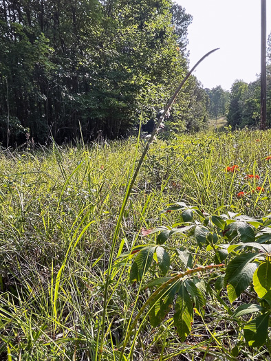 image of Mnesithea cylindrica, Carolina Jointgrass