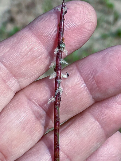 image of Mnesithea cylindrica, Carolina Jointgrass