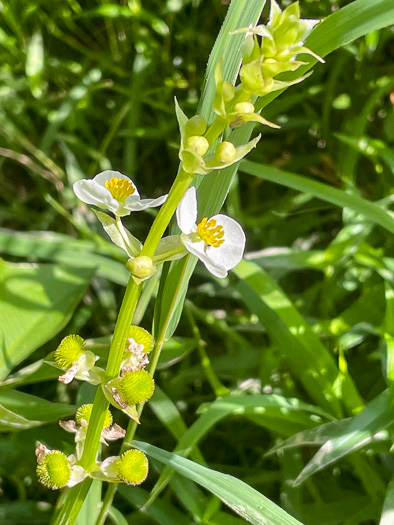 Sagittaria australis, Appalachian Arrowhead, Southern Arrowhead, Longbeak Arrowhead