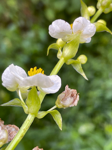 Sagittaria australis, Appalachian Arrowhead, Southern Arrowhead, Longbeak Arrowhead