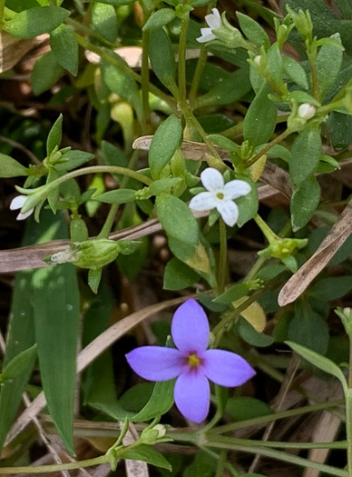 image of Houstonia micrantha, Southern Bluet