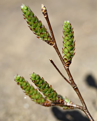 image of Carpinus caroliniana +, Musclewood, American Hornbeam, Blue-beech, Ironwood