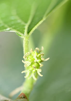 image of Morus rubra, Red Mulberry