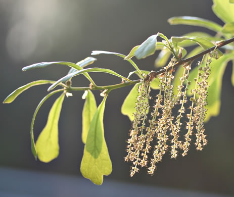 image of Quercus nigra, Water Oak, Paddle Oak