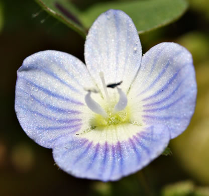 image of Veronica persica, Bird's-eye Speedwell