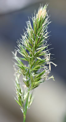 image of Anthoxanthum odoratum, Sweet Vernal Grass