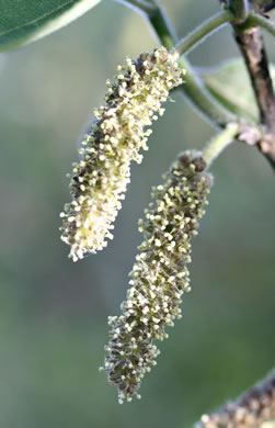 image of Broussonetia papyrifera, Paper Mulberry