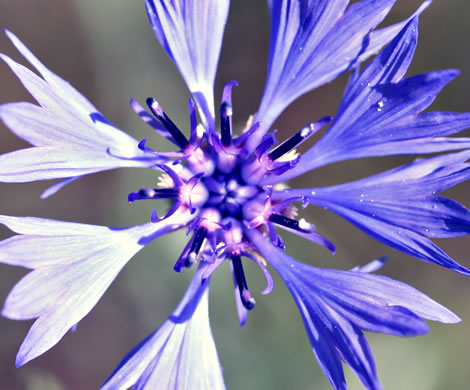 image of Cyanus segetum, Bachelor's Buttons, Cornflower