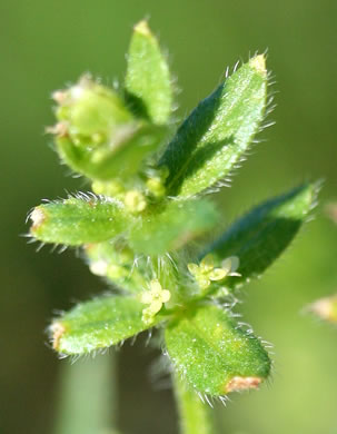 image of Galium pedemontanum, Piedmont Crosswort, Piedmont Bedstraw