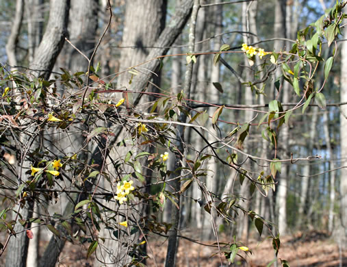 image of Gelsemium sempervirens, Carolina Jessamine, Yellow Jessamine