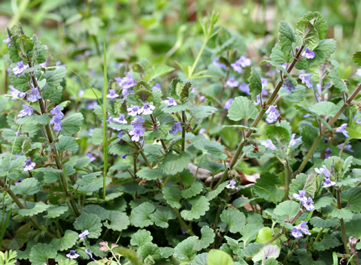 image of Glechoma hederacea, Ground Ivy, Gill-over-the-ground, Creeping Charlie