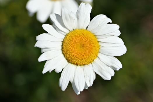 image of Leucanthemum vulgare, Oxeye Daisy, Common Daisy