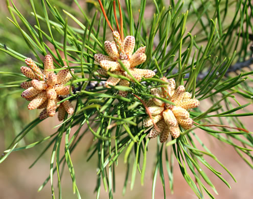 image of Pinus virginiana, Virginia Pine, Scrub Pine, Jersey Pine, Possum Pine