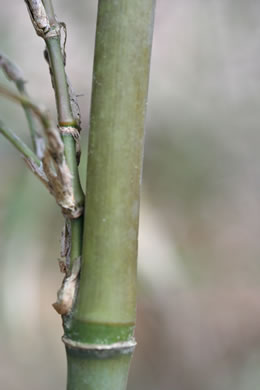 image of Phyllostachys aurea, Golden Bamboo, Fishpole Bamboo