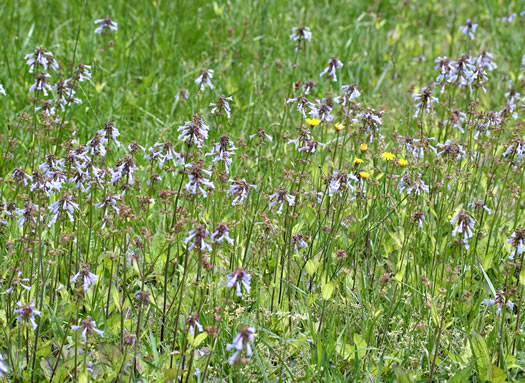 image of Salvia lyrata, Lyreleaf Sage, Cancer-weed