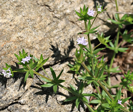 image of Galium sherardia, Field Madder, Blue Field-madder