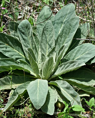 image of Verbascum thapsus ssp. thapsus, Woolly Mullein, Common Mullein, Flannel-plant, Velvet-plant