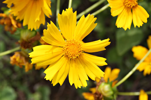 Large-flower Tickseed (Coreopsis grandiflora)