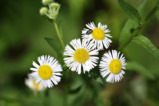 image of Erigeron annuus, Annual Fleabane