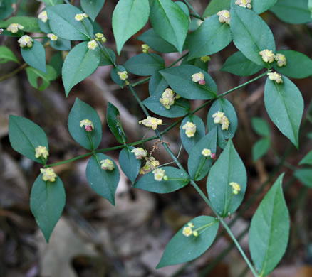 image of Euonymus americanus, Hearts-a-bustin', Strawberry-bush